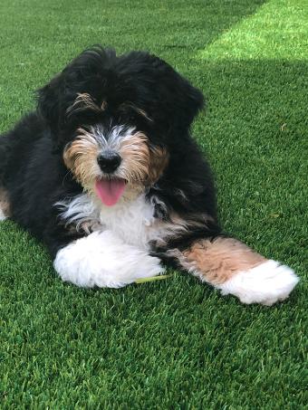 Phantom tri best sale color bernedoodle